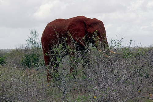 Kenia (459)